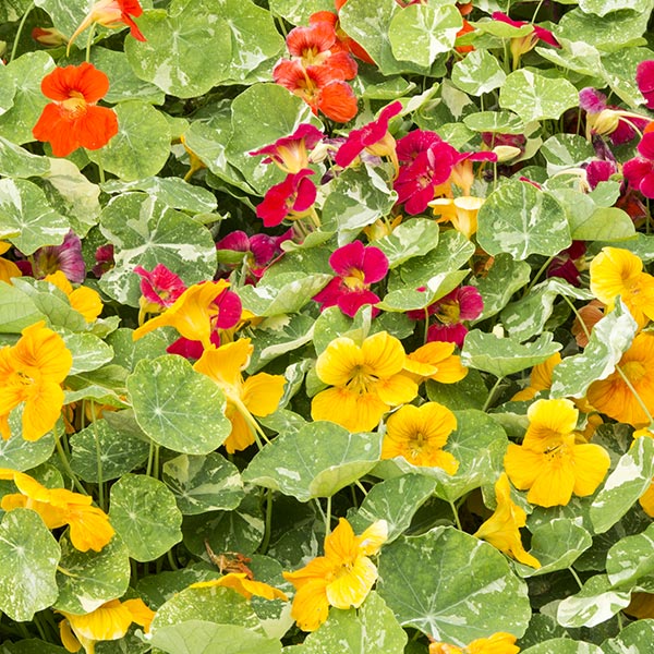 Nasturtium Edible Flowers in 2" Cubed Peat Pots - Native Offerings Farm